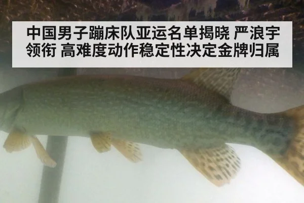 中国男子蹦床队亚运名单揭晓 严浪宇领衔 高难度动作稳定性决定金牌归属